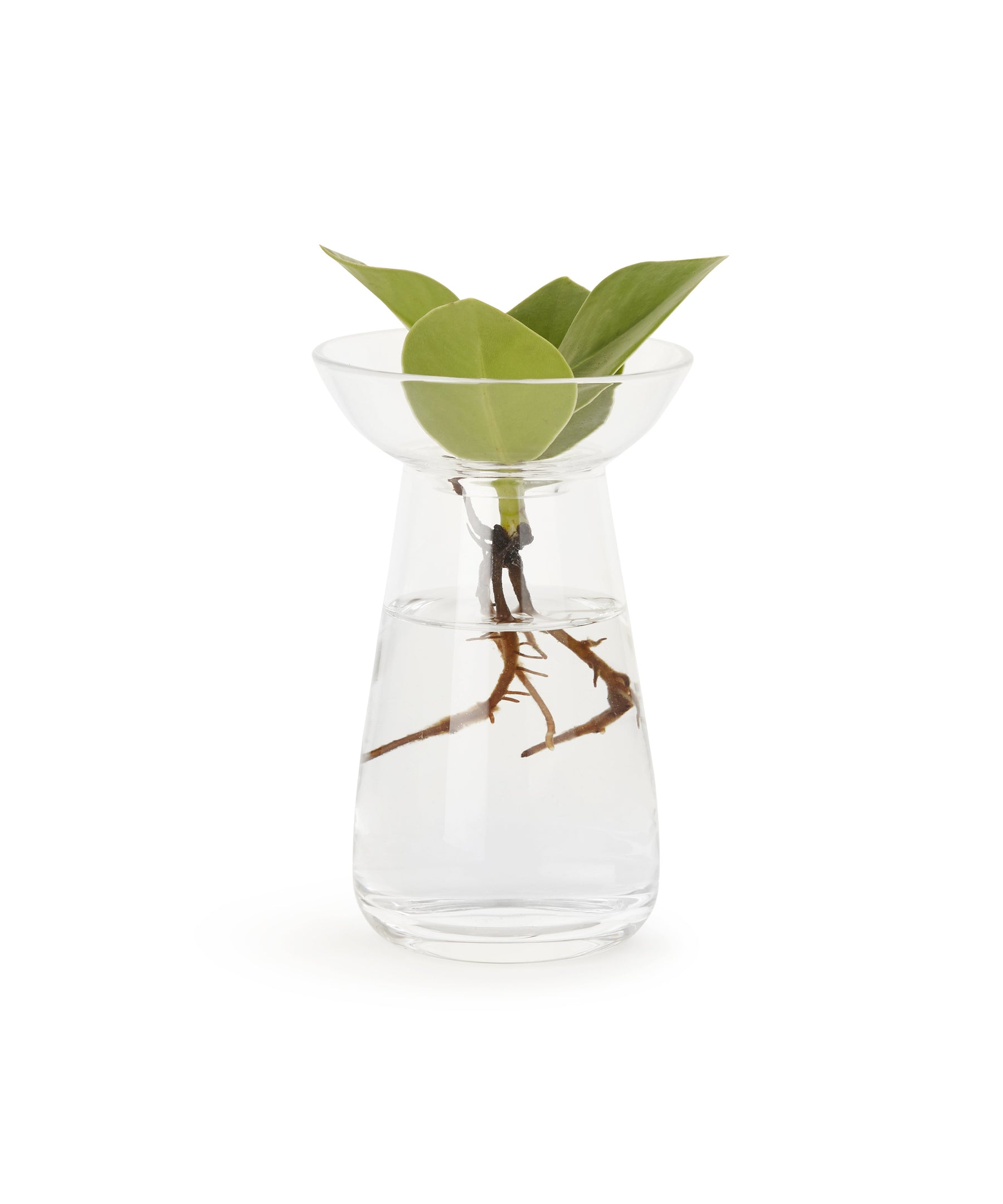 Aqua Culture Vase 130mm (Clear) by Kinto