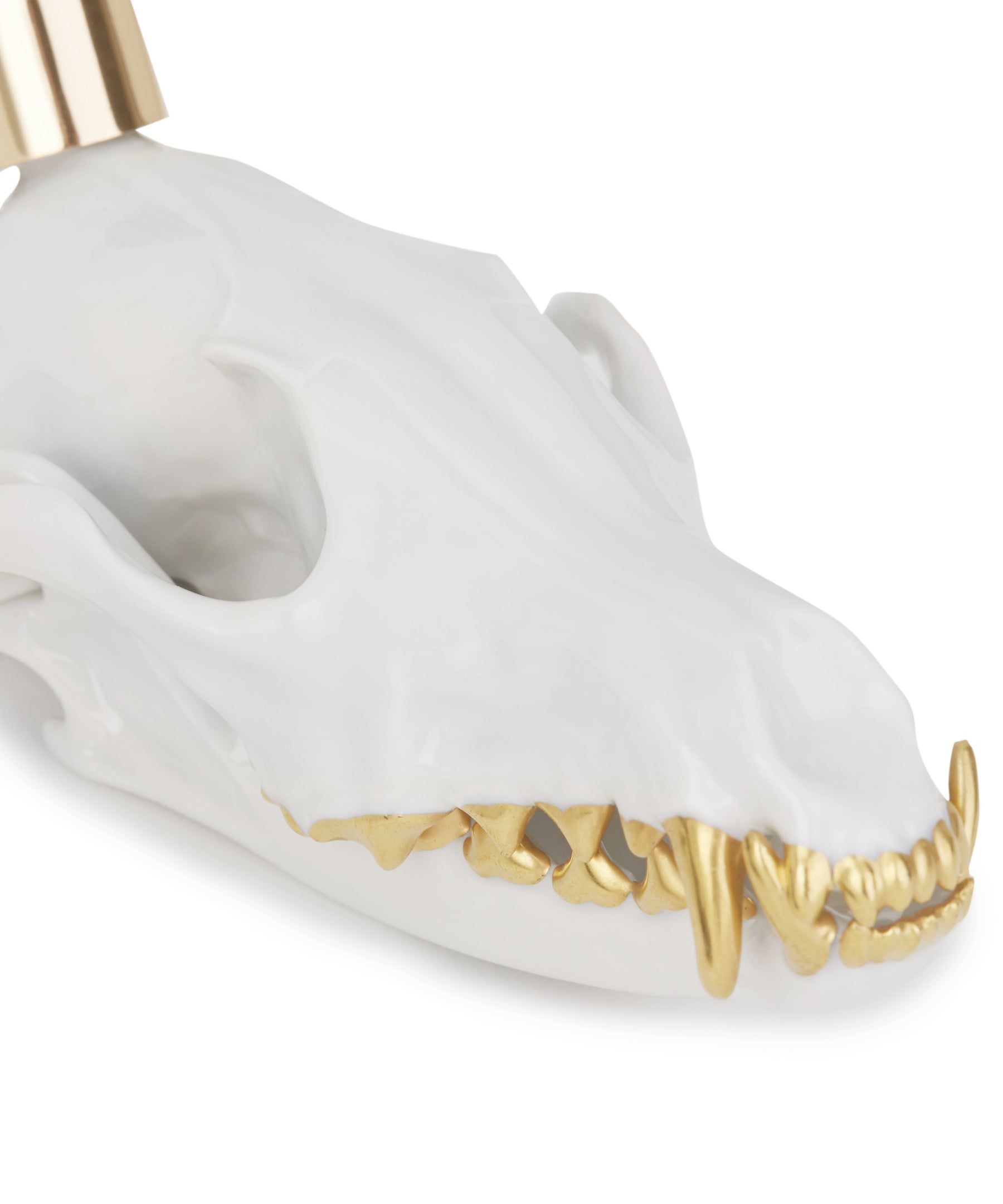 Vulpini Gold Teeth by Augarten